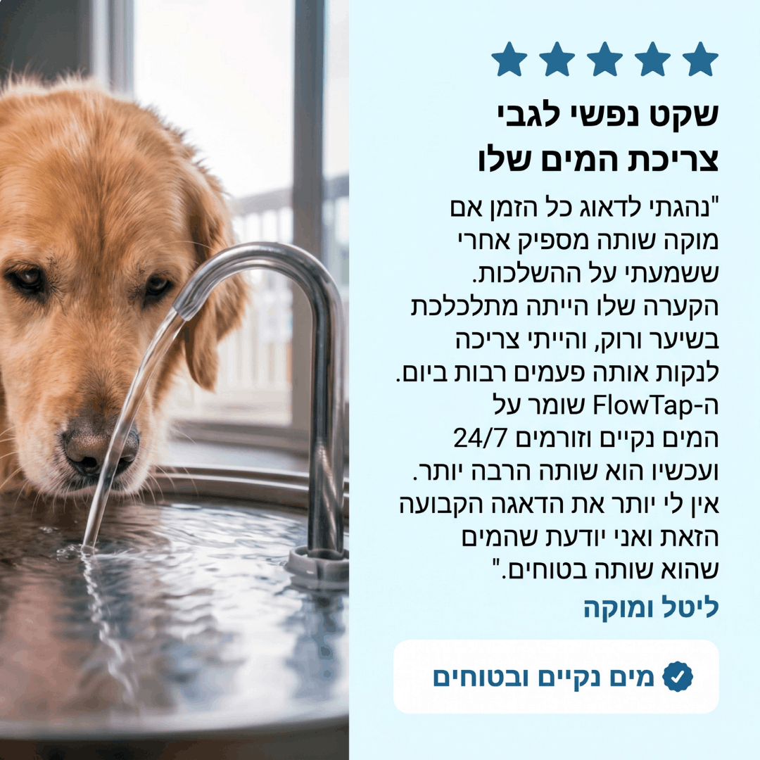 FlowTap - מזרקת מים חכמה
