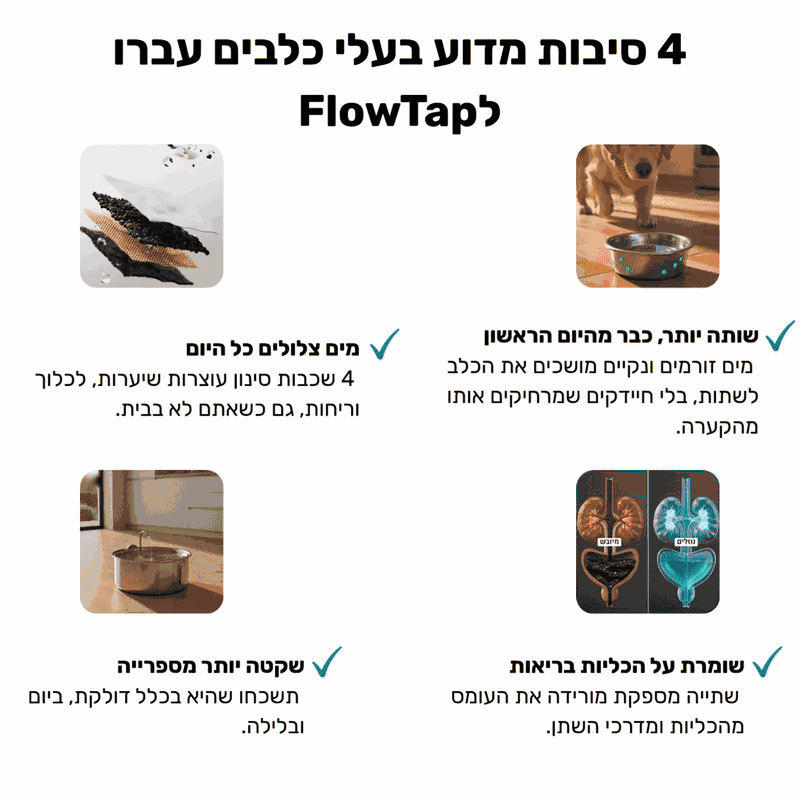 FlowTap - מזרקת מים חכמה
